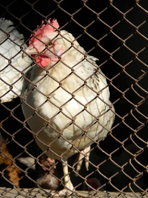 为西部的发 为西部的发